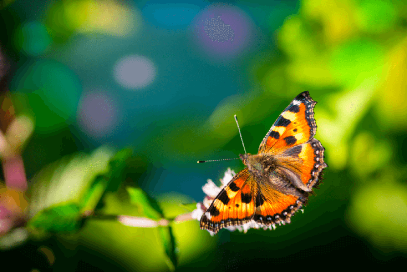 Monarch butterfly lands on a tree branch